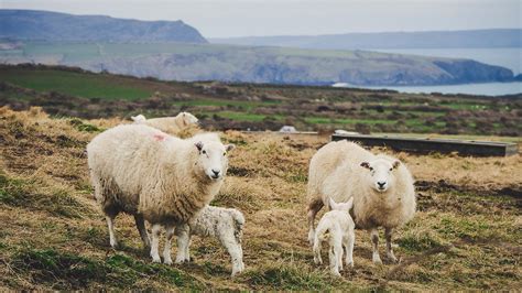 Constantes Fisiológicas En Animales Domésticos Vicar