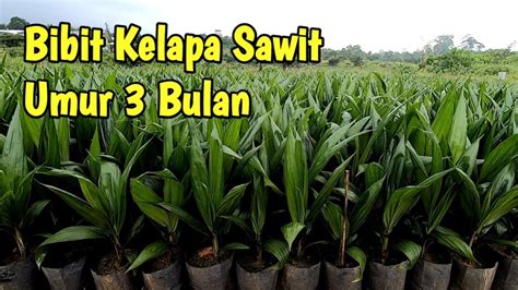 Bibit Kelapa Sawit Umur Bulan Di Pre Nursery Youtube