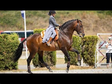 Lara E Endiabrado Dressage Test Working Equitation Youtube