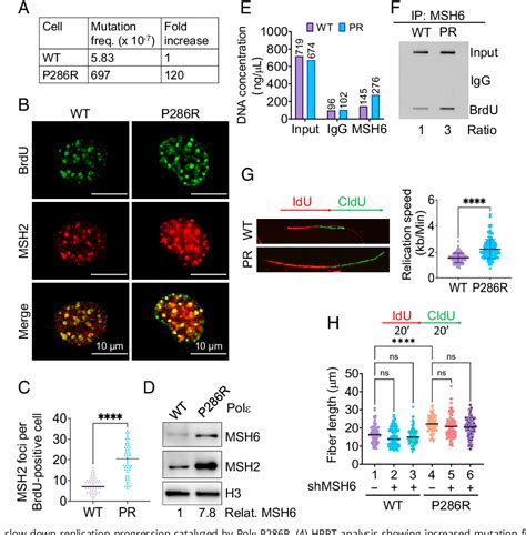 Figure From The Mismatch Recognition Protein Muts Promotes Nascent