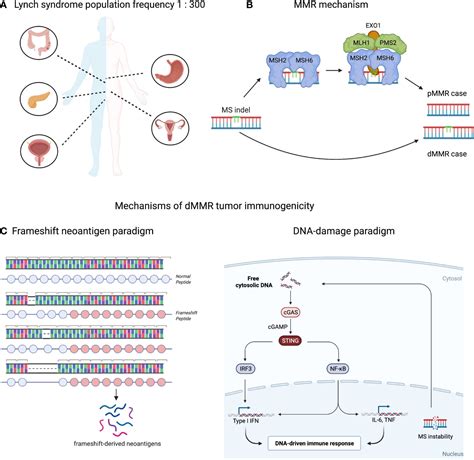 Frontiers Lynch Syndrome And Msi H Cancers From Mechanisms To Off