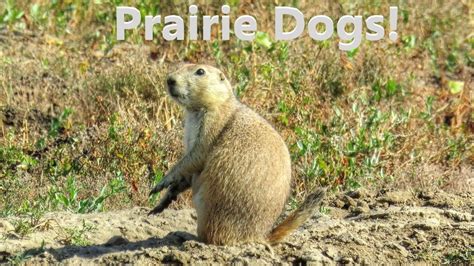 Interesting And Fun Facts About Prairie Dogs Youtube