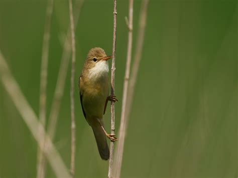 Premium Photo Marsh Warbler Acrocephalus Palustris