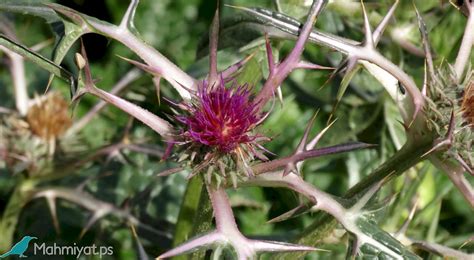 syrian thistle plants  palestine