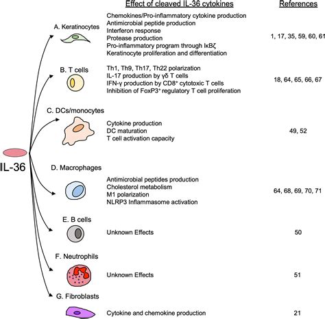 Frontiers Interleukin 36 Cytokines In Infectious And Non Infectious Lung Diseases