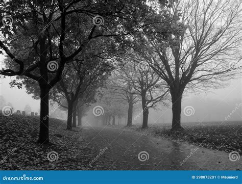 Path through Early Autumn Forest on a Foggy, Rainy Day Stock Image ...