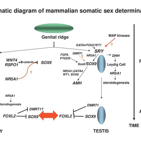 PDF Mechanism Of Sex Determination In Humans Insights From Disorders