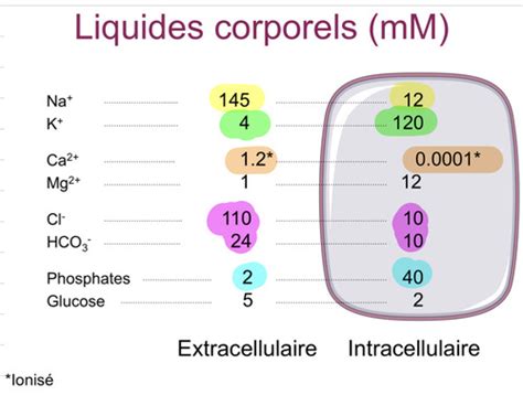 Transport Membranaire Transport Membranaire 1 Flashcards Quizlet