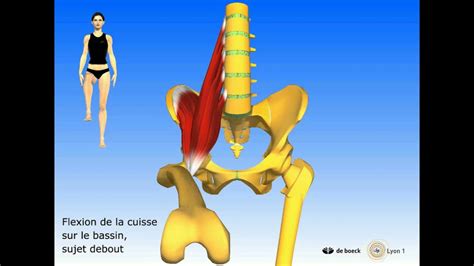 Muscle Ilio Psoas Youtube