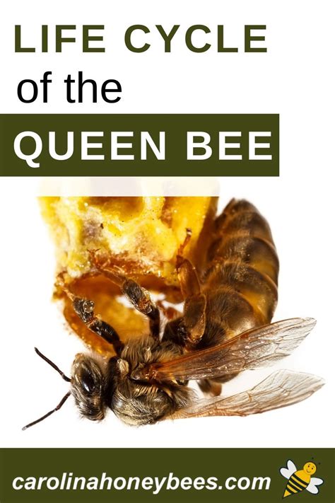 Queen Bee Life Cycle What You Need To Know Carolina Honeybees Bee Bee Life Cycle Queen Bees