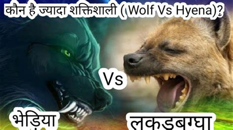 Hyena Vs Wolf भेड़िया Vs लकड़बग्घा Wolf Vs Hyena Grey Wolf Vs