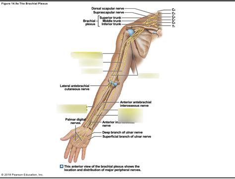 Spinal Nerves Upper Arm Diagram Diagram Quizlet