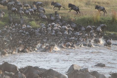 wildebeest migration Tanzania