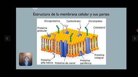 La Membrana Celular Y Sus Partes YouTube