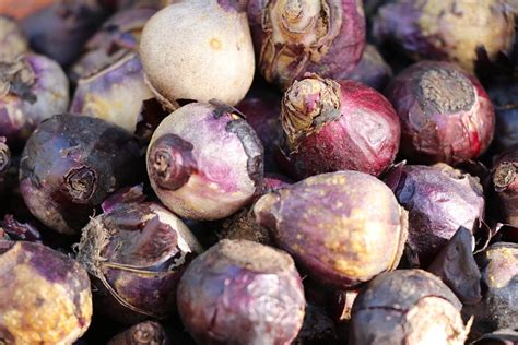 Guide Des Bulbes Fleurs Du Printemps La Terre Est Un Jardin