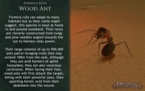 Ants  Joyreactor