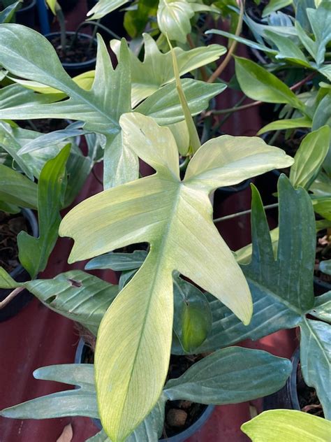 1x Philodendron Florida Ghost Mint Etsy