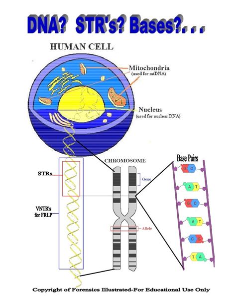 Dna poster