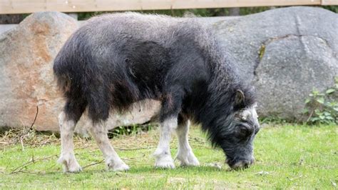 Ranua Wildlife Park The Most Northern Zoo In Finland Discovering