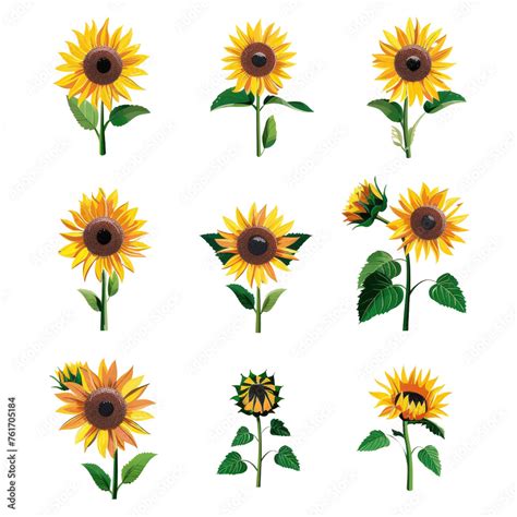 Sunflower Illustrations In Different Stages Illustrations Of