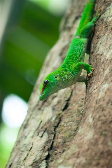 Madagascan Giant Day Gecko Zoo Zurich Szymon Barczak Flickr