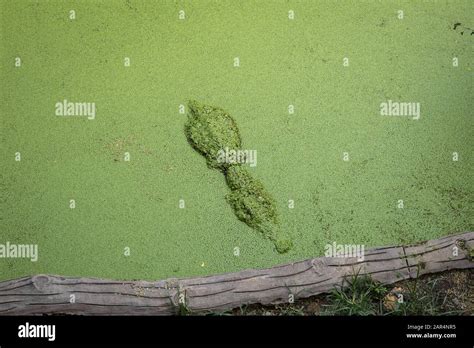 Crocodile In The Lake During The Day Crocodile In The Swamp Stock