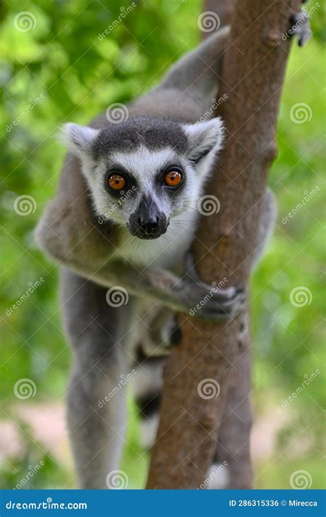 Wild Ring-tailed Lemur, Madagascar Stock Photo - Image of forest, tree ...