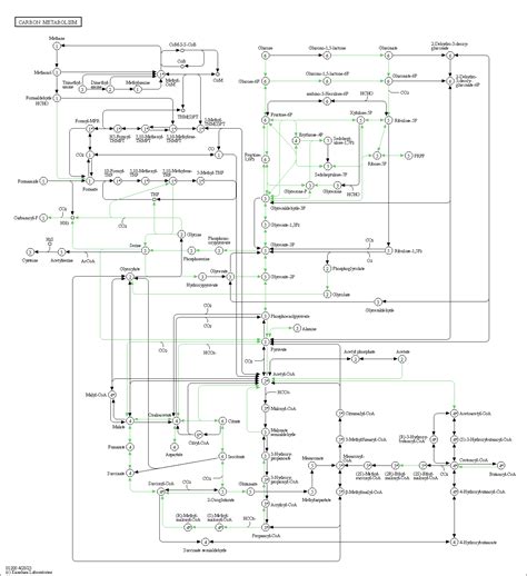 KEGG PATHWAY Carbon Metabolism Homo Sapiens Human