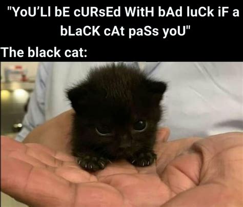 55 Funny Black Cat Memes | Cute, Silly, Goofy Memes to Share I ...