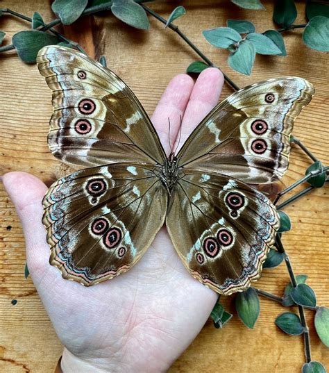 Blue Morpho Butterfly REAL Morpho Didius HUGE A1 Unspread Etsy