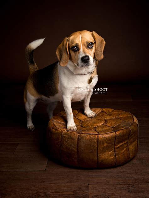 Pet Dog Portrait Photography Artofit