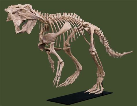 Psittacosaurus – Black Hills Institute