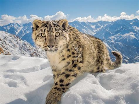 ladakh snow leopards festivals photography  responsible travel