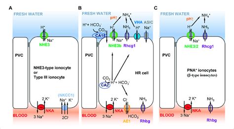 Selected Ionocyte Models Consistent With Model Figure B In