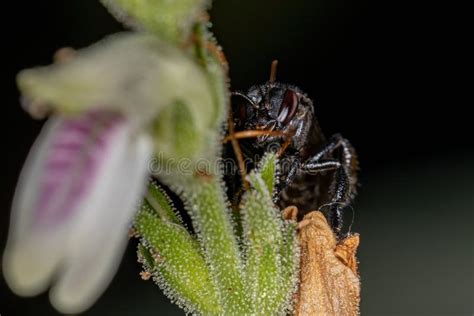 Adult Female Stingless Bee Of The Genus Trigona On A Flower Stock Image