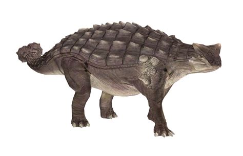 Ankylosaurus | Extinct Animals