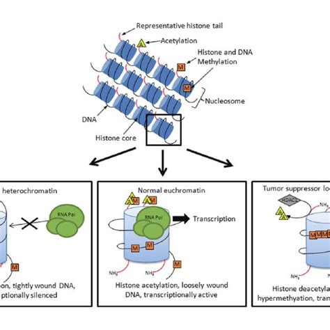 Tmprss2 Ets Gene Fusion Panel A Illustrates The Positions Of Tmprss2