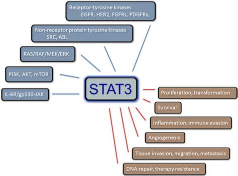 Cancers Special Issue Stat3 Signalling In Cancer Friend Or Foe