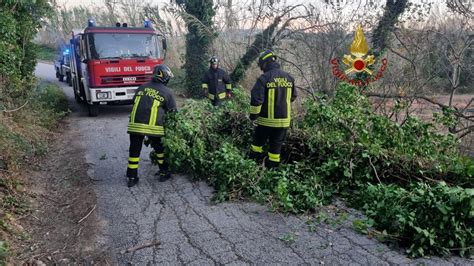 Forte Vento Alberi E Rami Caduti In Tutta La Provincia Gli Interventi