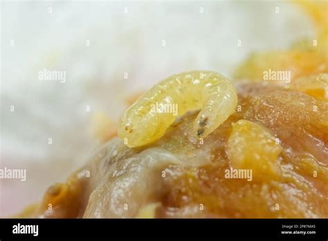 Mediterranean fruit fly larvae (Ceratitis capitata Stock Photo - Alamy