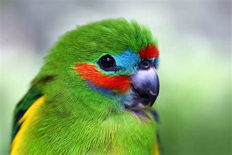 Loros Como Mascotas Cosas Que Debes Saber