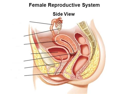 The Female Reproductive System Consists Of Quizlet