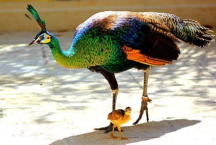 National animal of Myanmar (Burma) - Green peafowl | Symbol Hunt