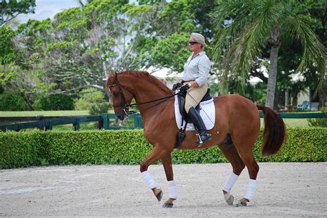 Uf Veterinarians Treat Life Threatening Vascular Infection In Horses