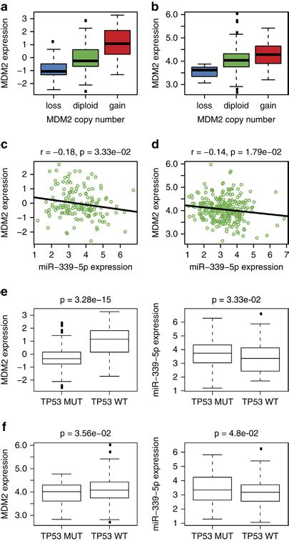 R 339 5p And Mdm2 Expression Inversely Correlate In Human Cancers A Download Scientific