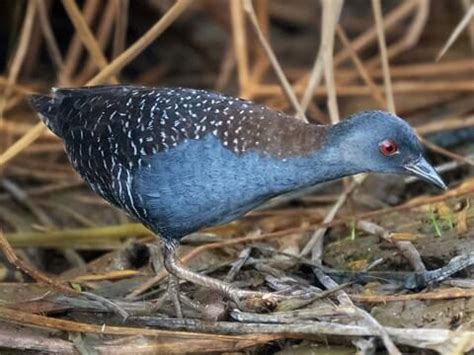 Rallidae Browse by Family, All About Birds, Cornell Lab of Ornithology