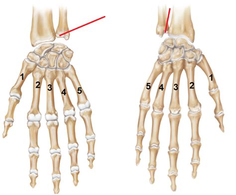 1 Bone And Bony Landmark Wrist And Hand Flashcards Quizlet