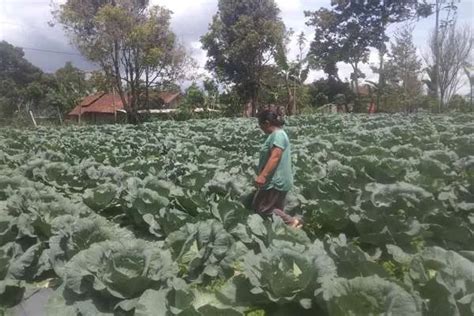 Pupuk Bersubsidi Langka Petani Selo Boyolali Berburu Pupuk Di Magelang