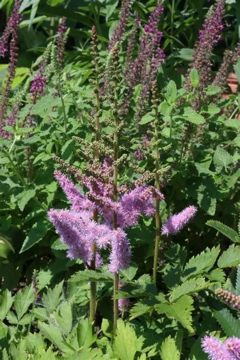 Zwerg Prachtspiere Chinesische Zwerg Astilbe Astilbe Chinensis Var