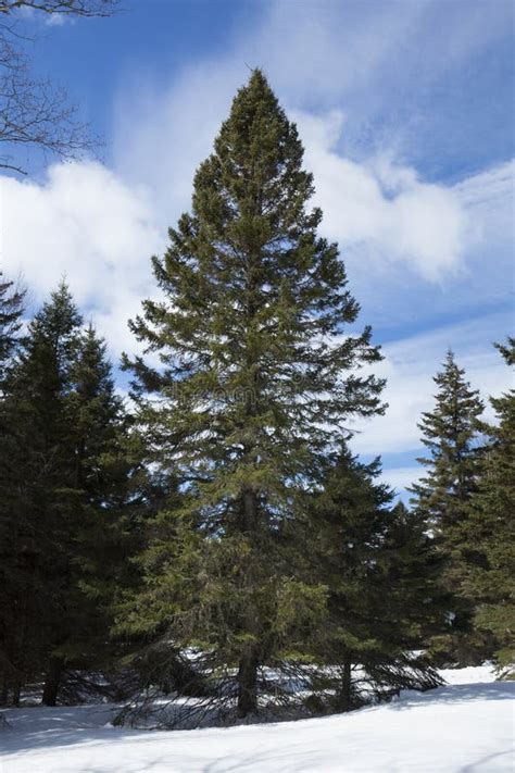 Majestic White Pine Trees At Mingo Springs In Snow Maine Stock Photo